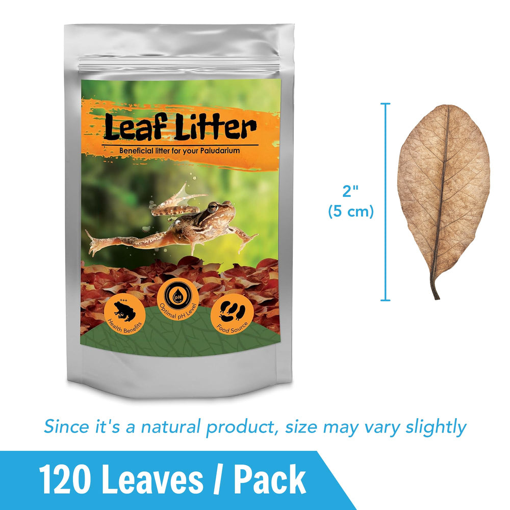 JOR contenu étalé 120 feuilles, démonstration de quantité suffisante pour plusieurs terrariums
