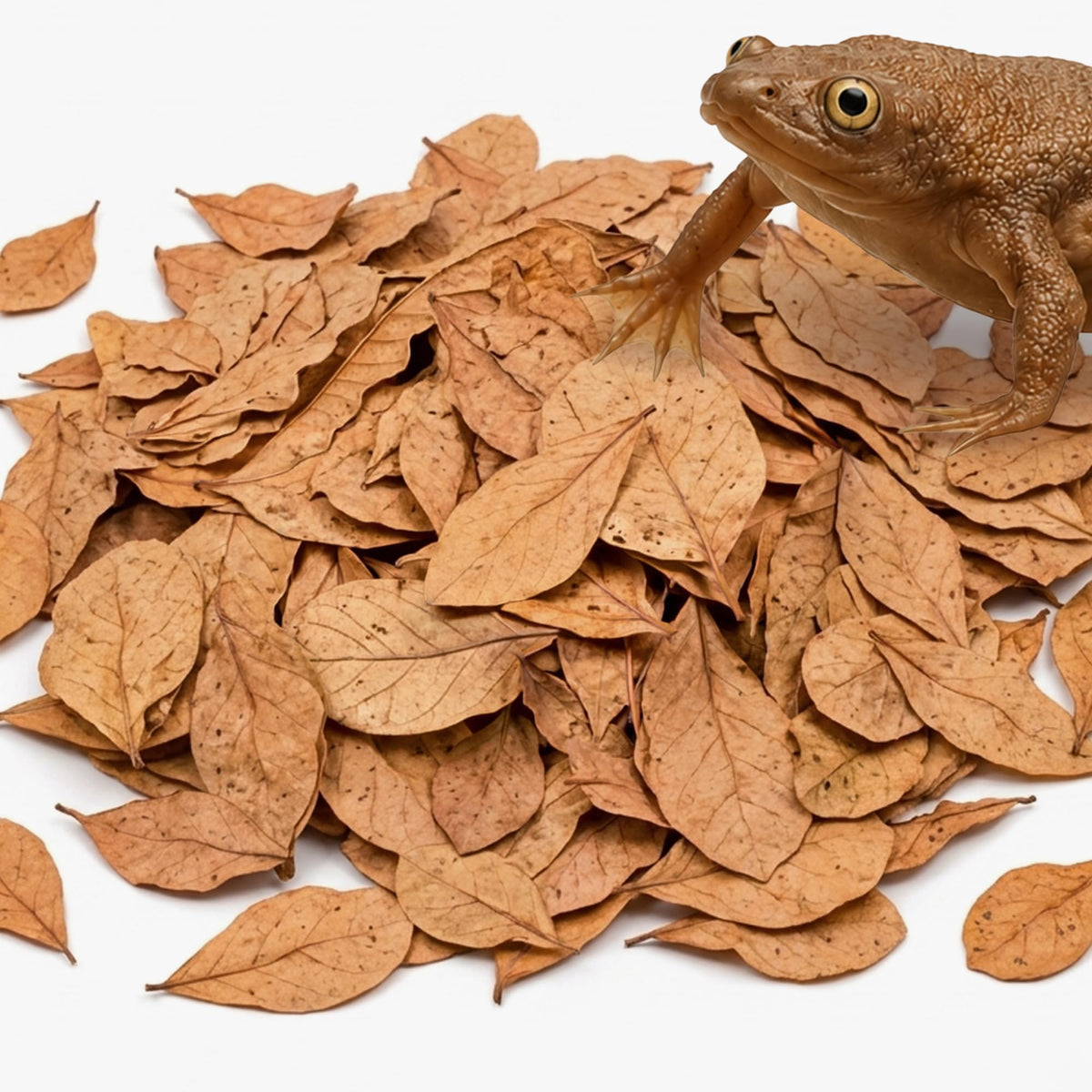 JOR emballage avant montrant le lot de 120 feuilles et bénéfice d'utilisation pratique