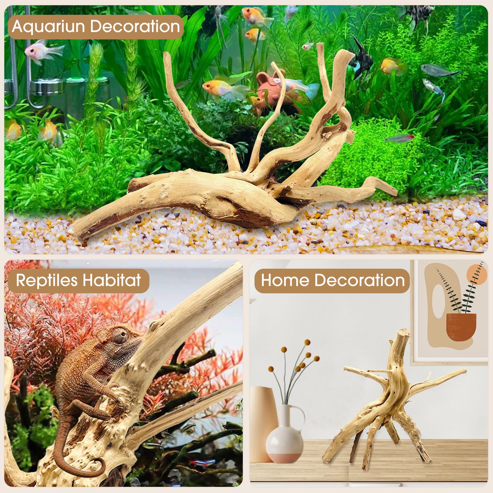 Jorewood spiderwood dans terrarium offrant perchoirs et zones d'exploration