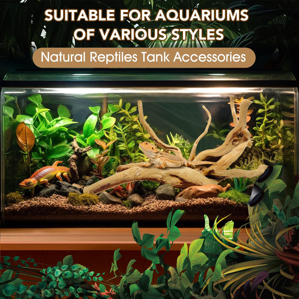 Jorewood spiderwood supportant mousse aquatique et plantes épiphytes