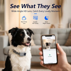 Joviren collier porté sur chien en extérieur apportant surveillance active