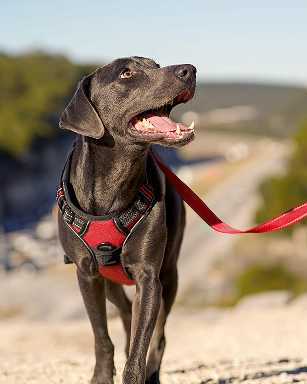 Joytale comparaison d'échelle montrant ajustement pour chiens de taille moyenne