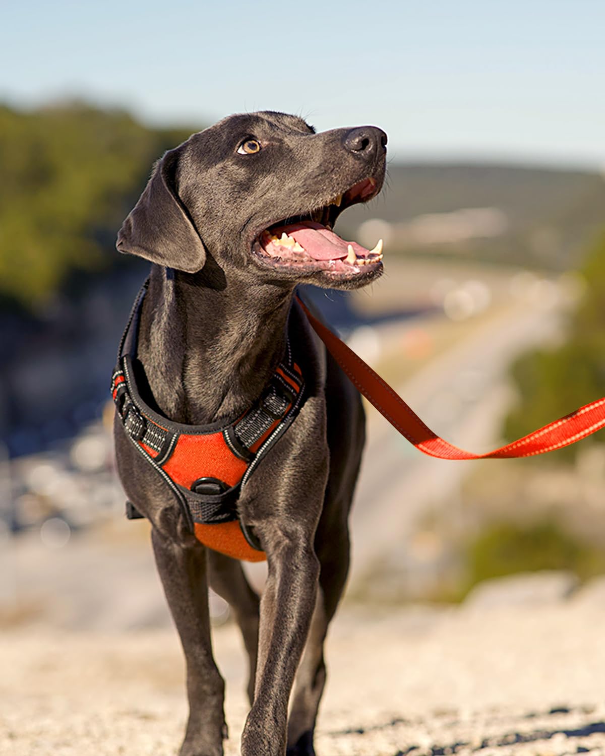 Joytale harnais comparaison taille montre ajustement pour chien moyen