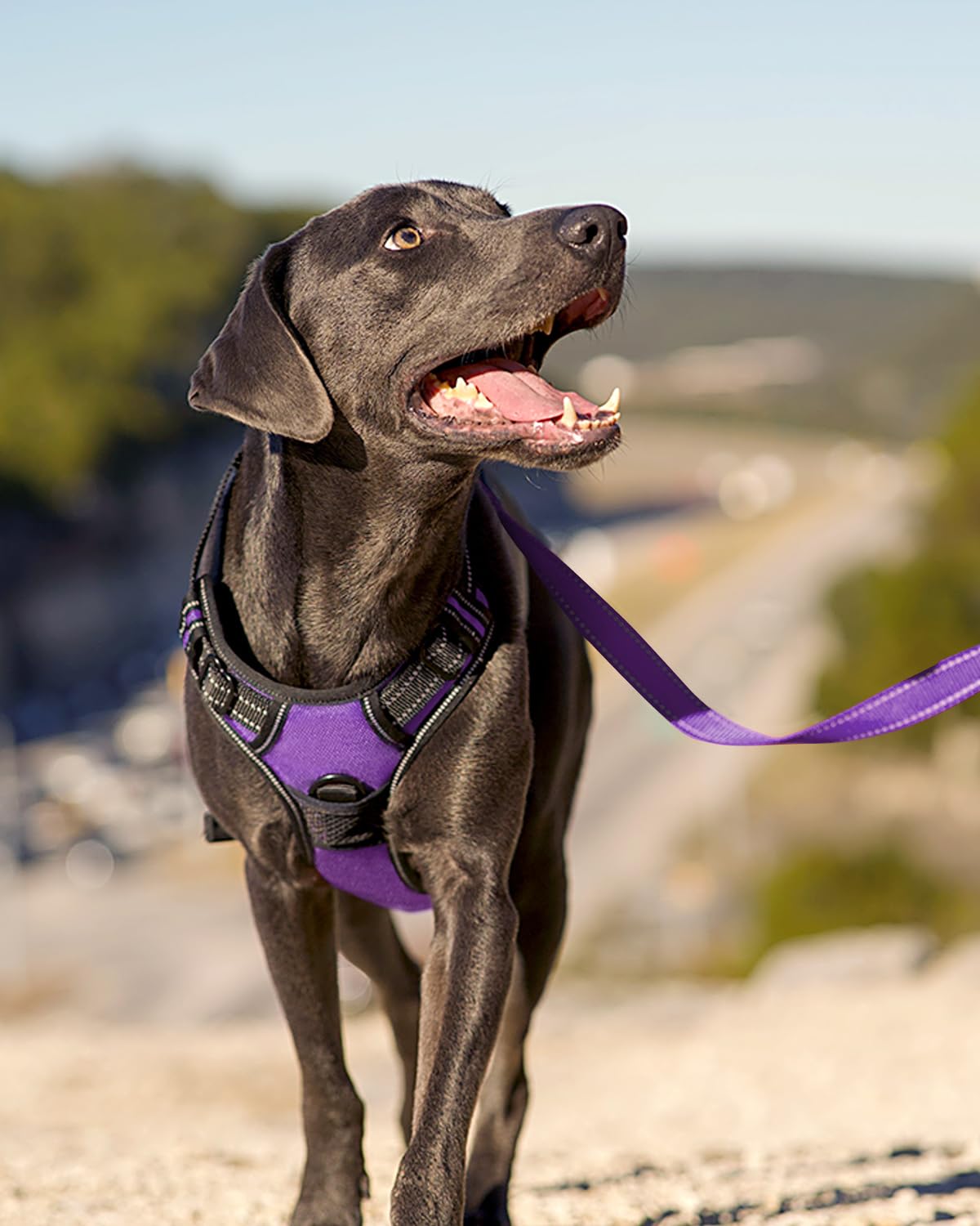 joytale harnais comparatif tailles illustrant ajustement pour grands chiens