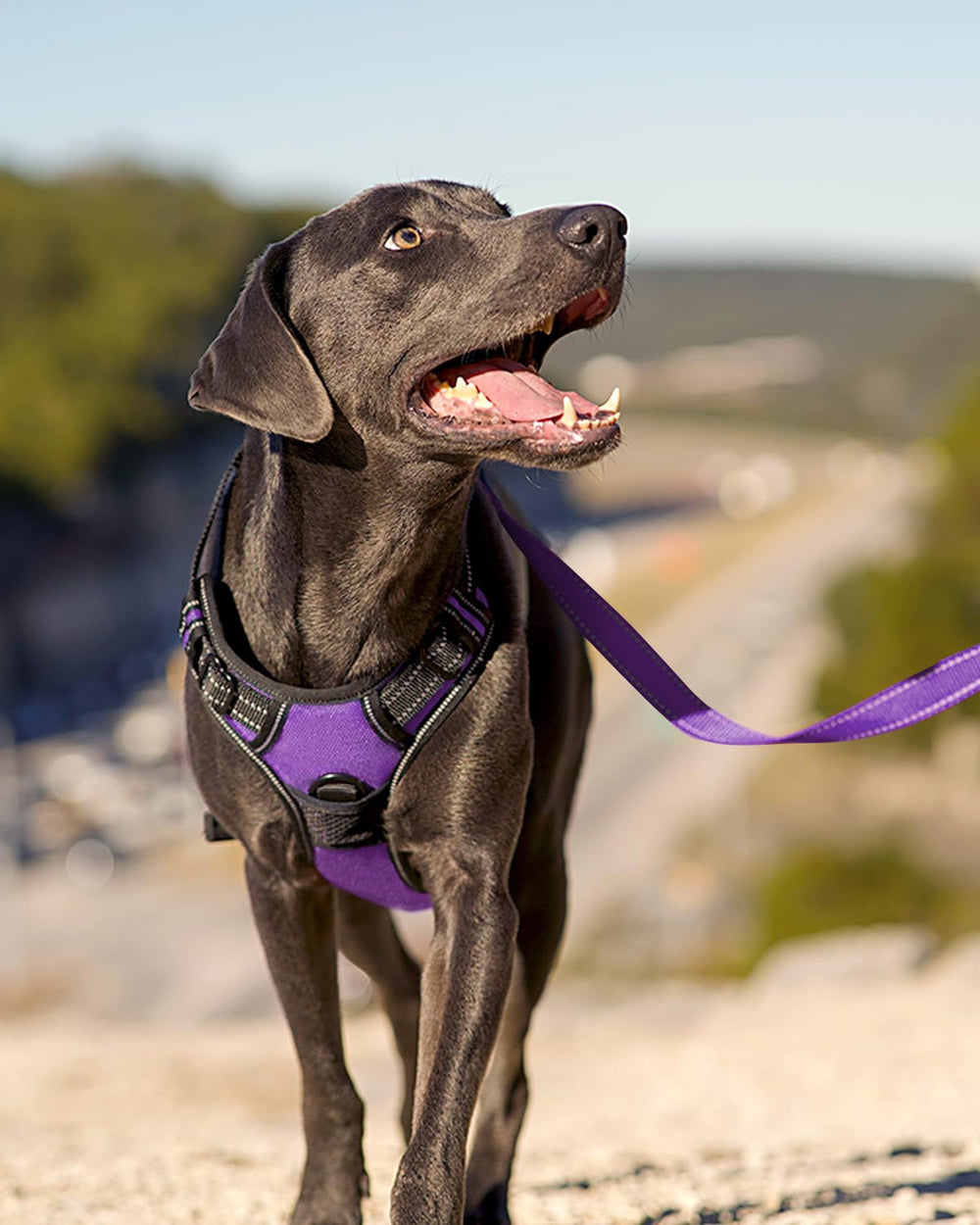 joytale harnais comparatif tailles illustrant ajustement pour grands chiens