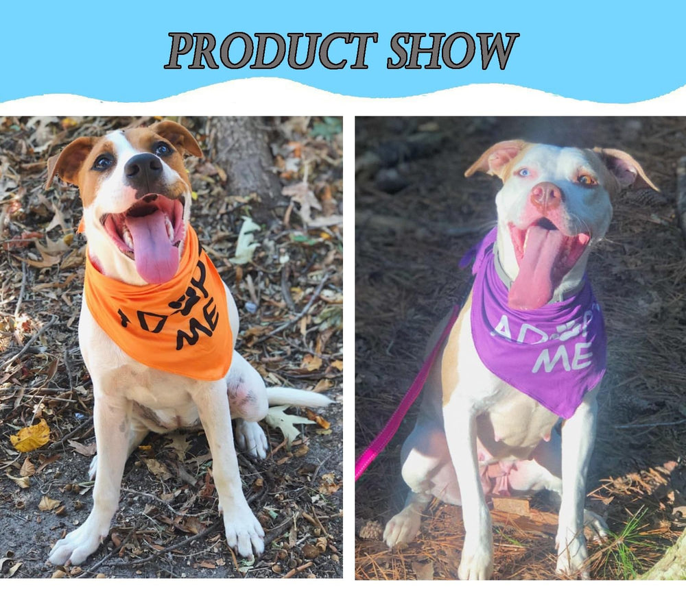 JPB plusieurs chiens en refuge portant bandanas facilitant l’adoption