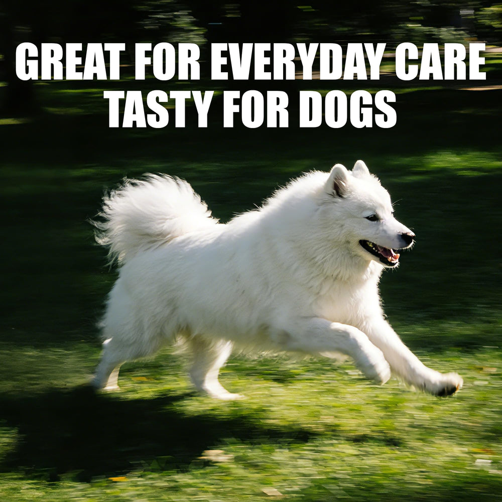 Just Try scène de vie chien jouant après supplémentation, bénéfice vitalité