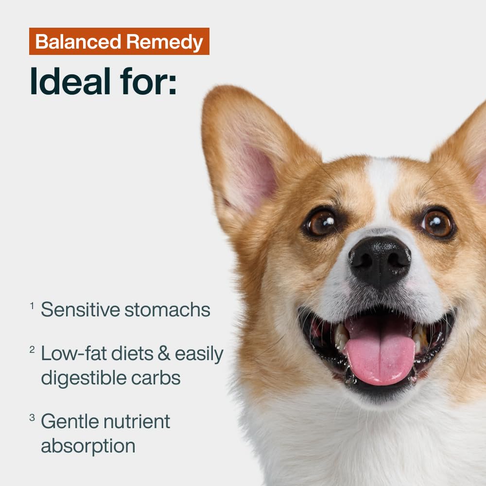 JustFoodForDogs portion servie dans une assiette, appétence visible pour le chien