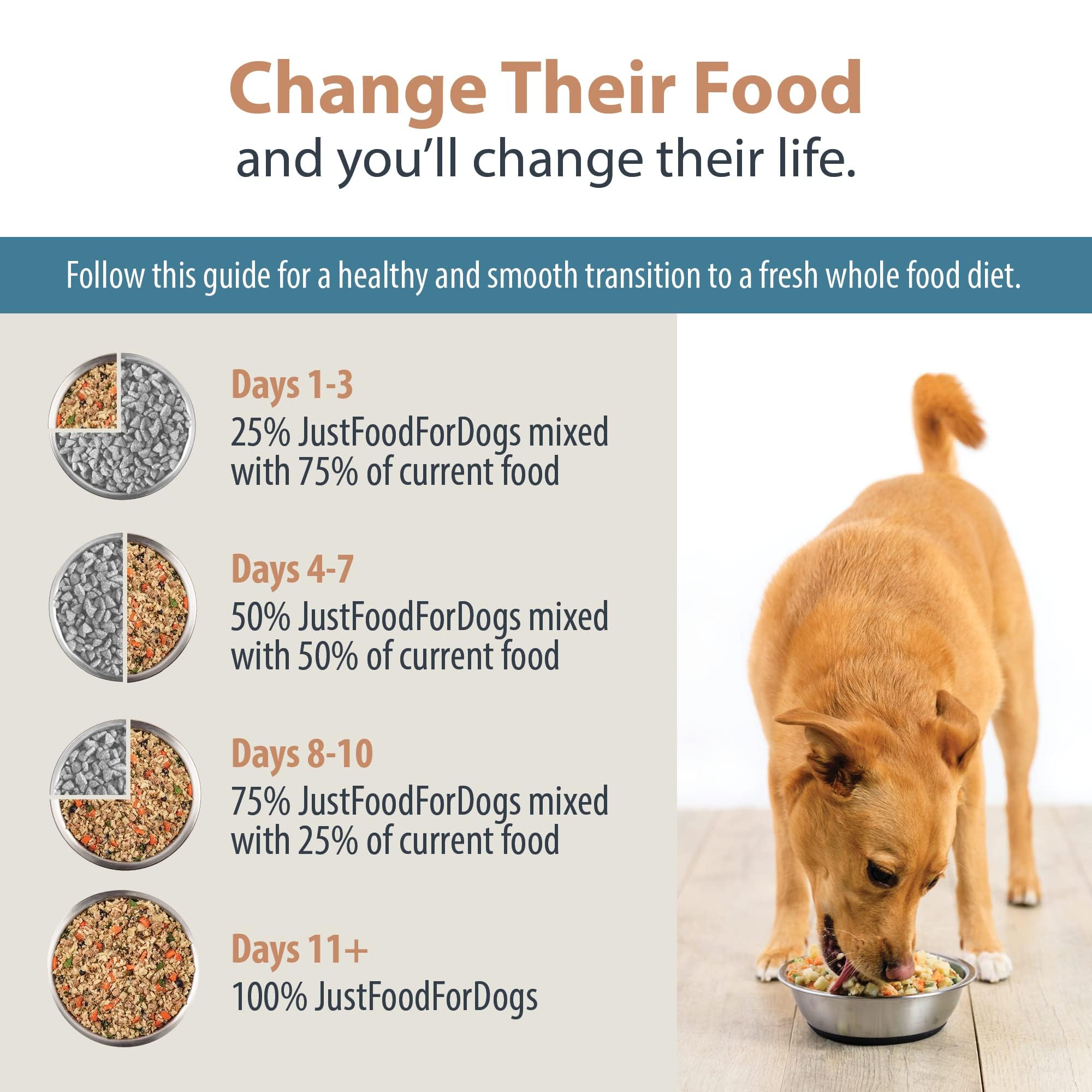 JustFoodForDogs chien mange dans un intérieur accueillant bénéfice plaisir au repas