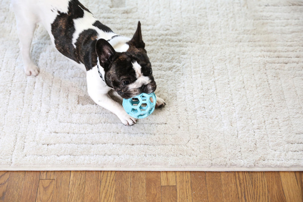Chien rapportant la JW Hol-ee Roller bleu, favorise activité et entraînement
