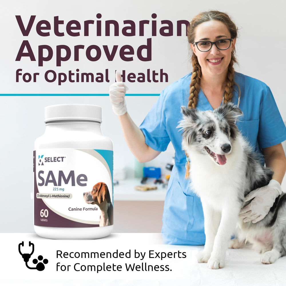 K9 Select scène quotidienne avec chien et propriétaire montrant routine de soins