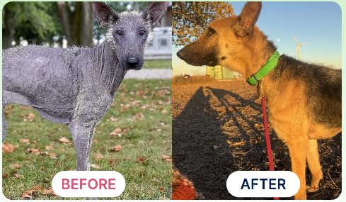 K9 Power chien au pelage brillant illustrant amélioration visuelle