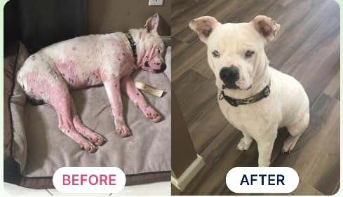 K9 Power ingrédients naturels kelp et saumon mis en valeur pour nutrition