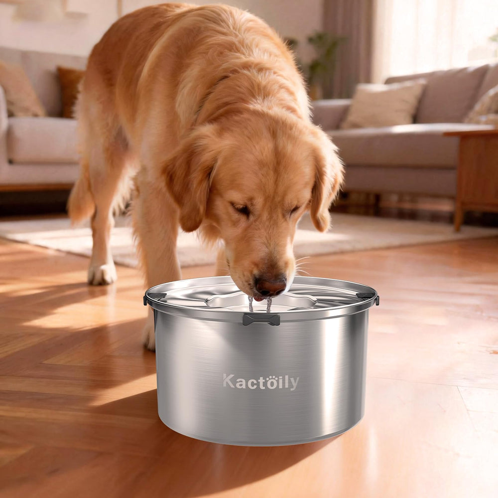 kactoily chien grand en train de boire montrant confort et propreté
