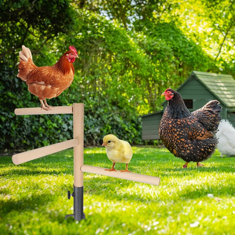 Kalekey perchoir utilisé par poules favorisant repos sécurisé