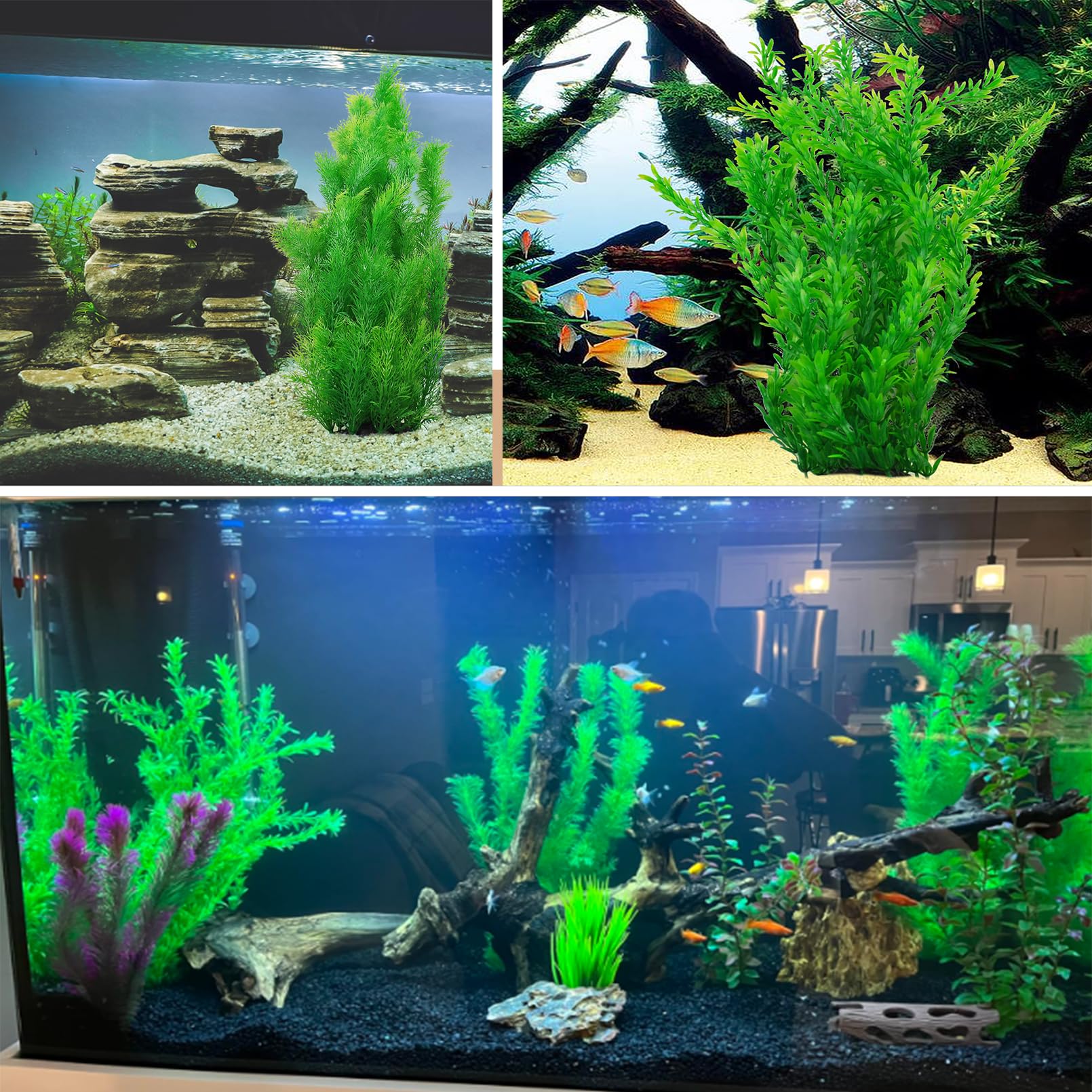 kathson comparaison de taille avec poisson illustrant échelle adaptée