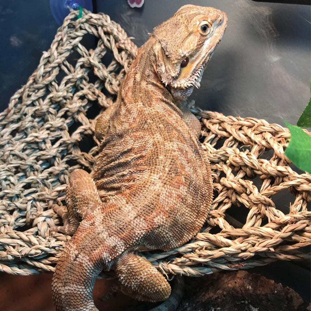 kathson détail du tressage en seagrass montrant texture solide et confortable pour reptile