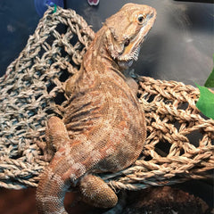 kathson détail du tressage en seagrass montrant texture solide et confortable pour reptile