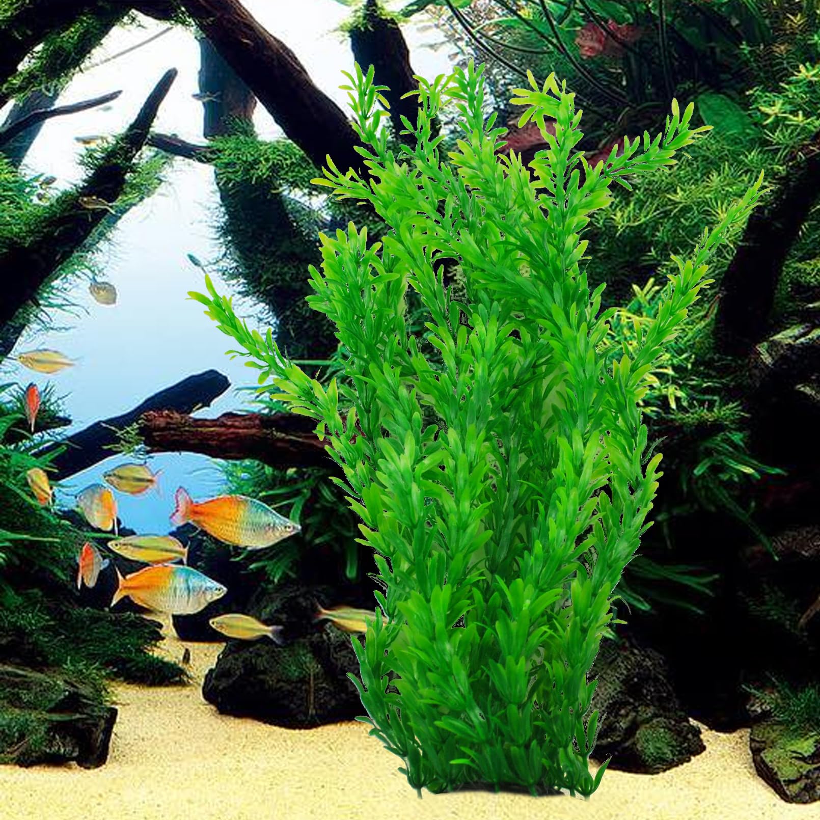 kathson mise en scène dans aquarium valorisant décor et profondeur