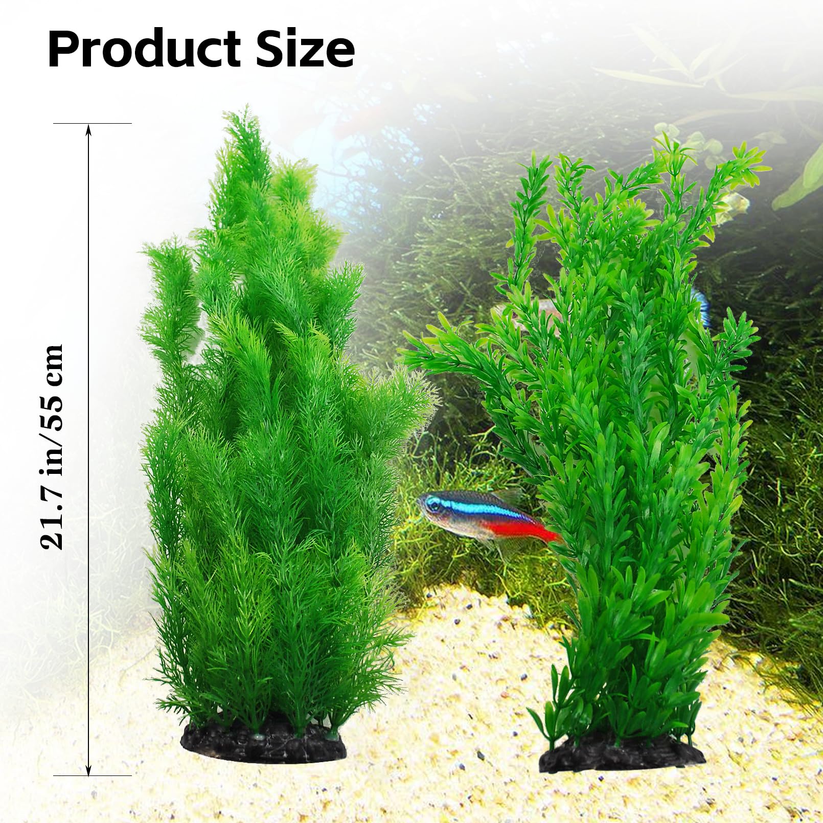 kathson plante en utilisation créant cachette et abri pour poissons