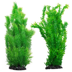 kathson plante vue frontale montrant hauteur et structure naturelle