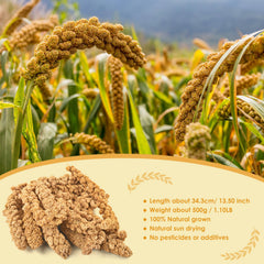 KATUMO gros plan des grains de millet montrant texture et fraîcheur