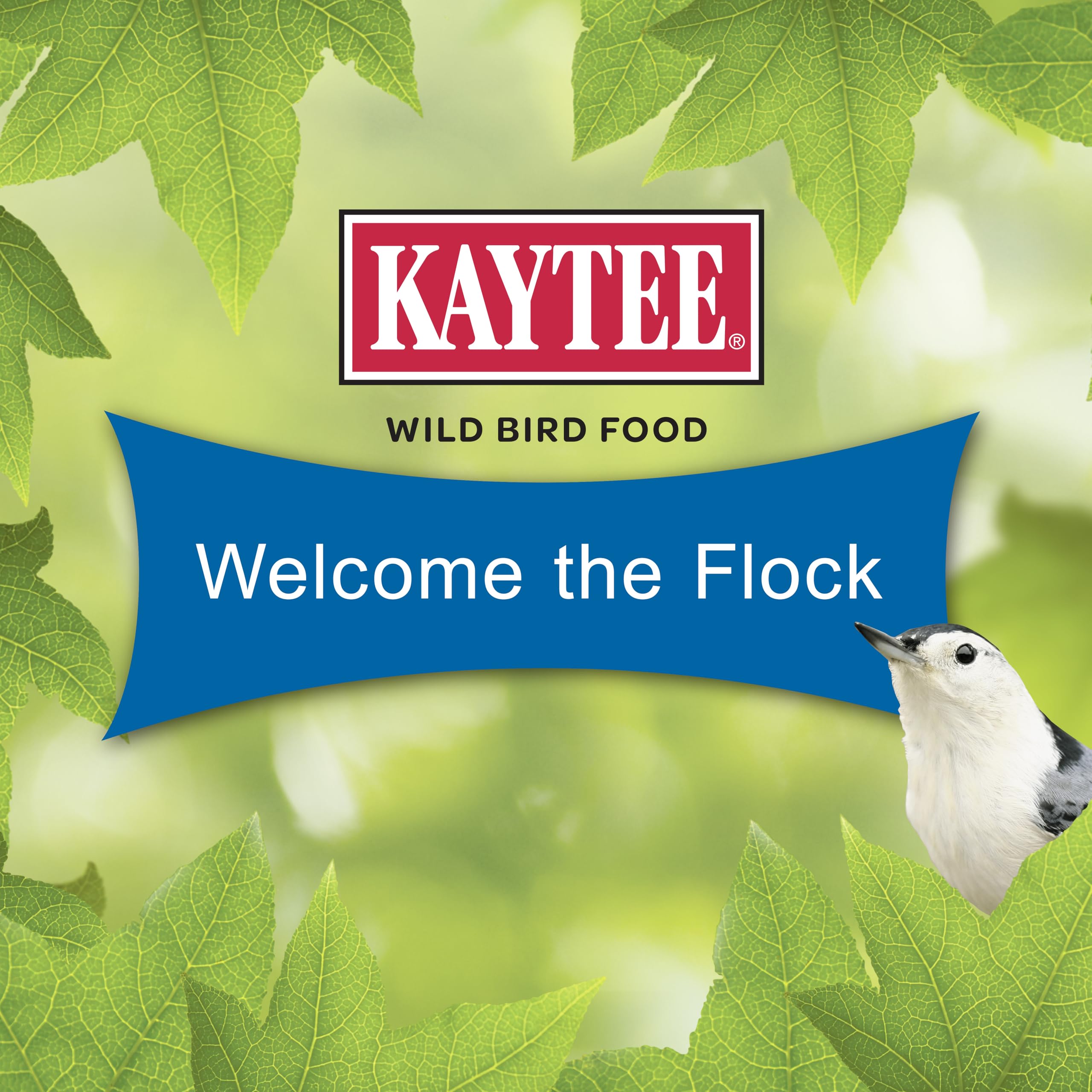 Kaytee cardinal se nourrissant du cake montrant effet attractif immédiat