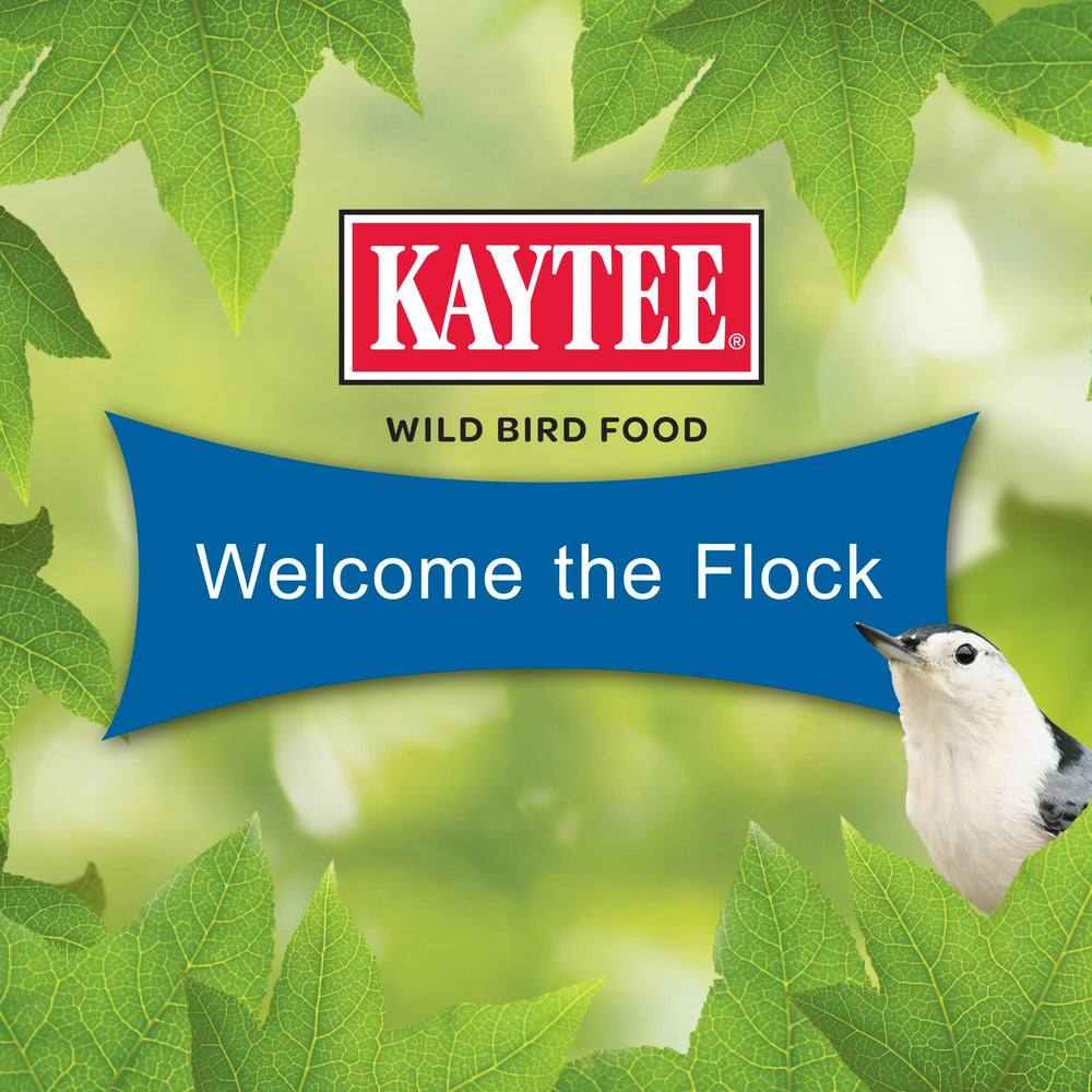 Kaytee cardinal se nourrissant du cake montrant effet attractif immédiat