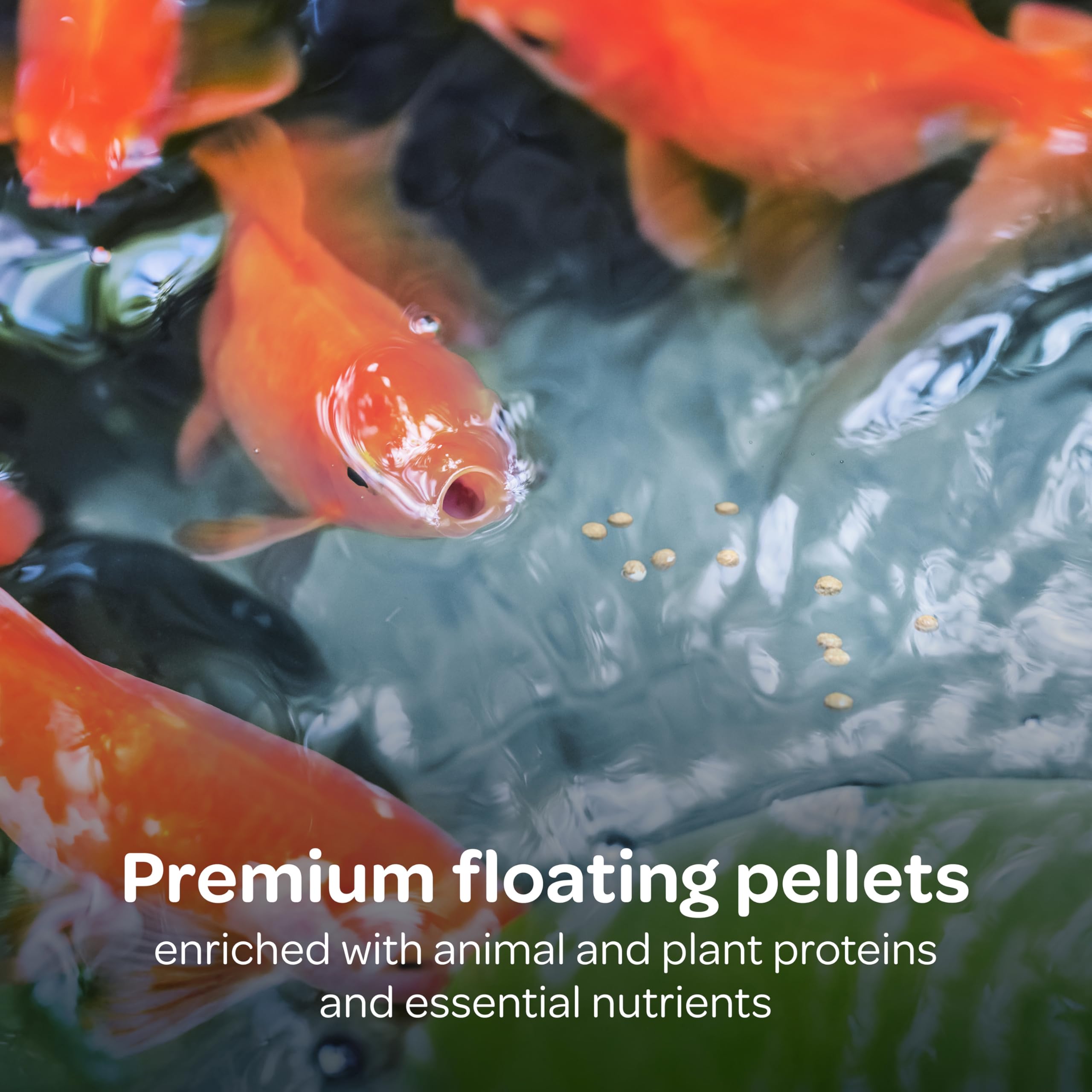 Kaytee pellets flottant à la surface illustrant facilité d'alimentation