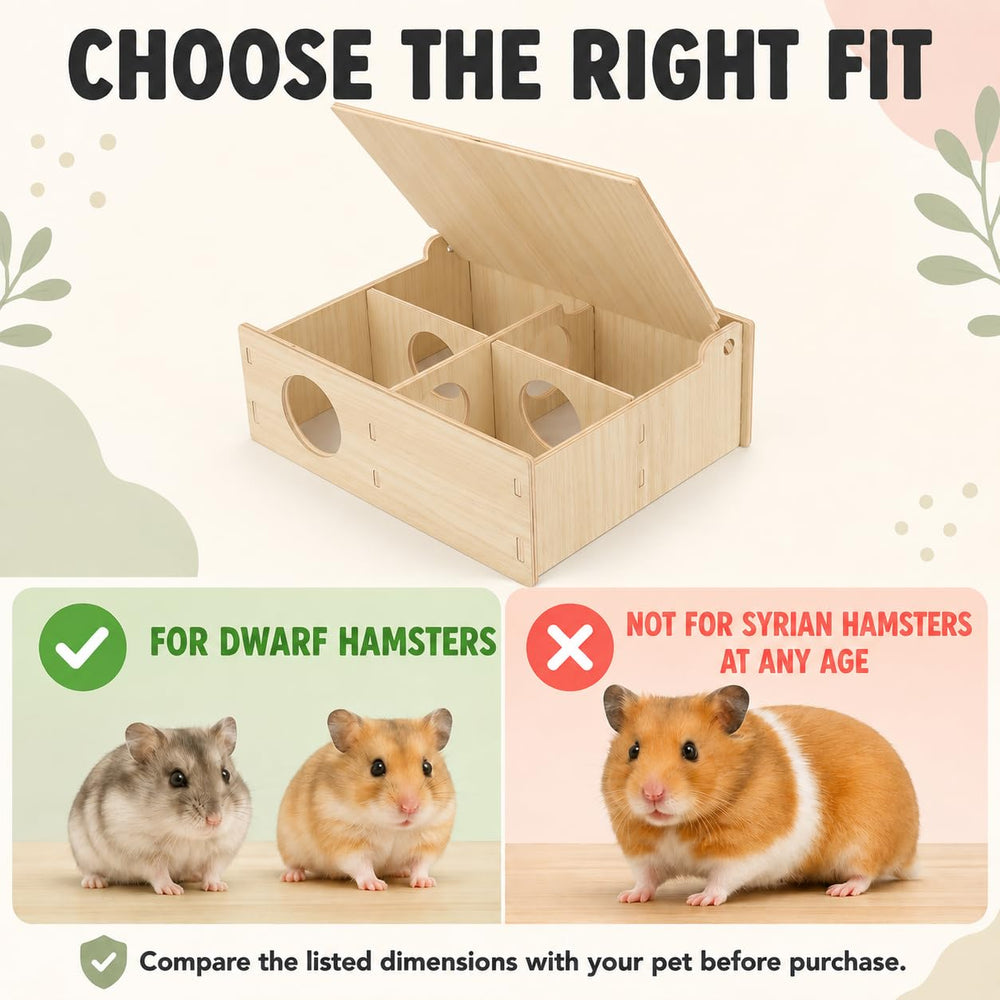 kcrygogo hamster entrant dans une chambre pour jeu et repos