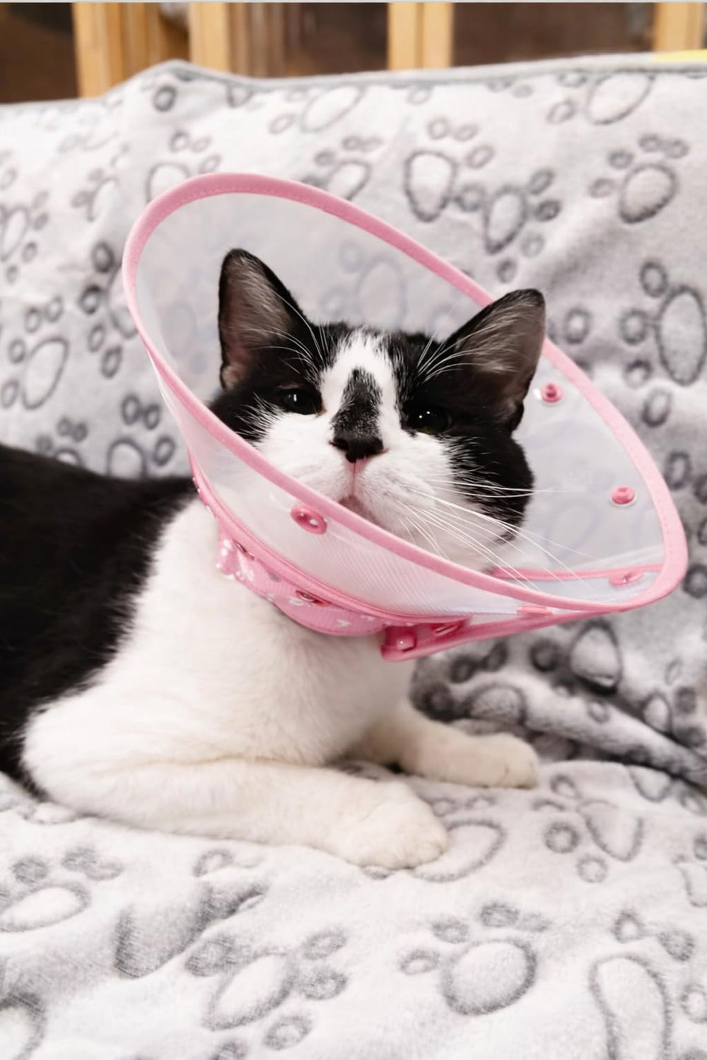 Kedi Cats Solutions collier dans un salon montrant récupération calme à la maison