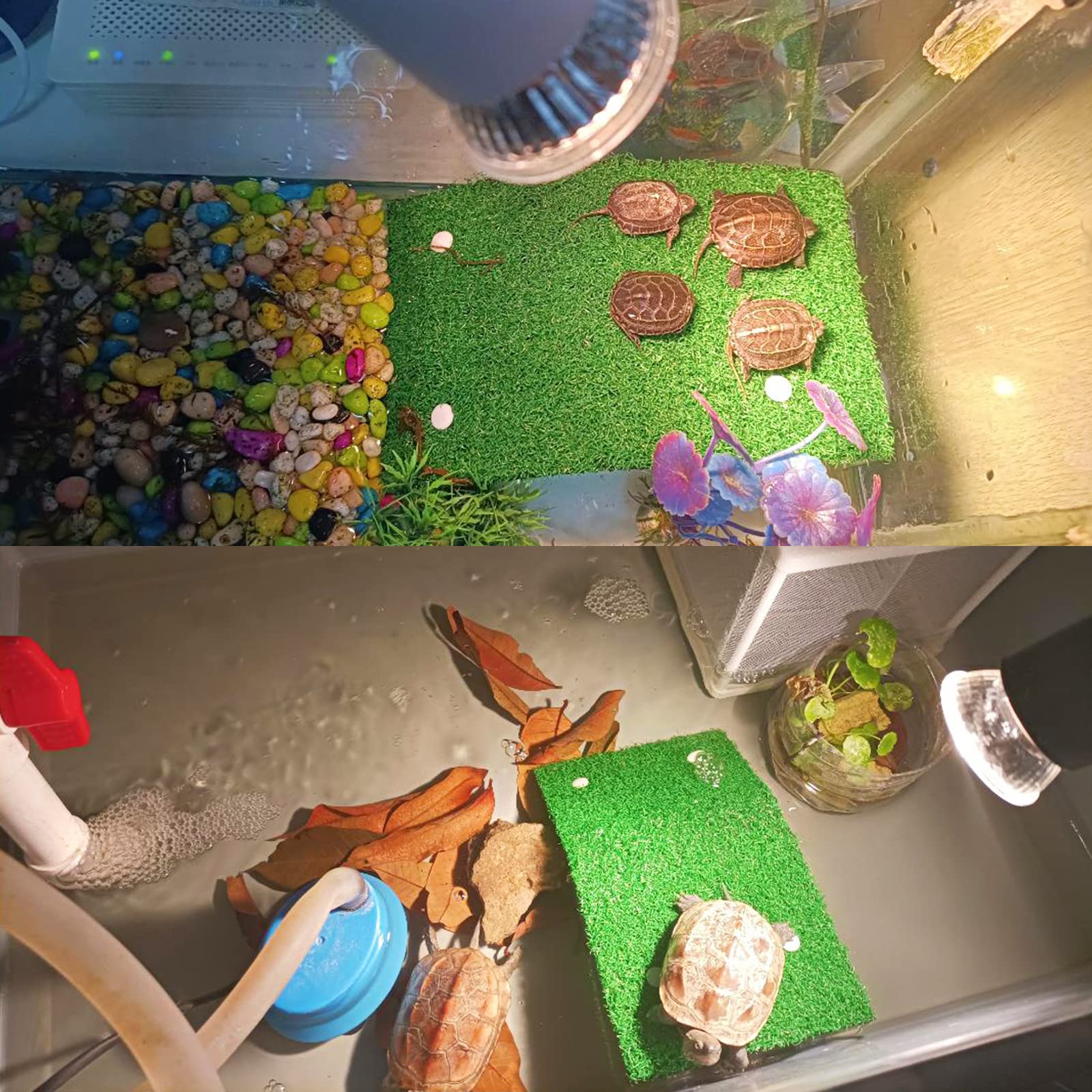 Keedolla intégrée dans un aquarium décoré pour une présentation naturelle