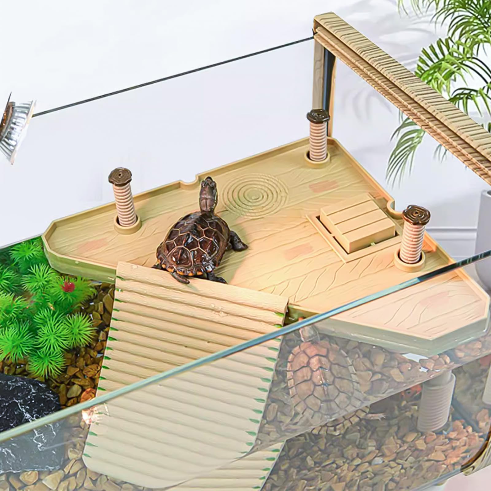 Keedolla comparaison d'échelle montrant taille adaptée aquarium