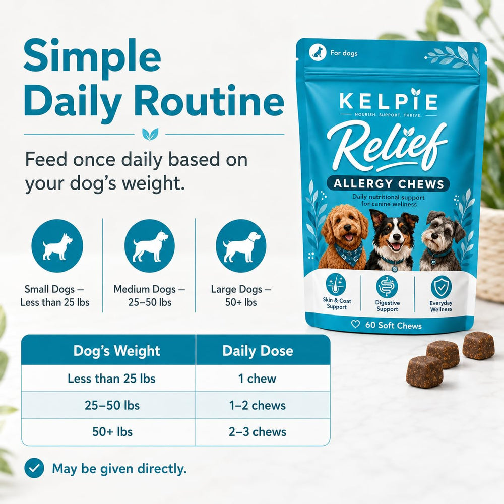 Kelpie Allergy scène lifestyle avec chien et propriétaire favorisant routine quotidienne