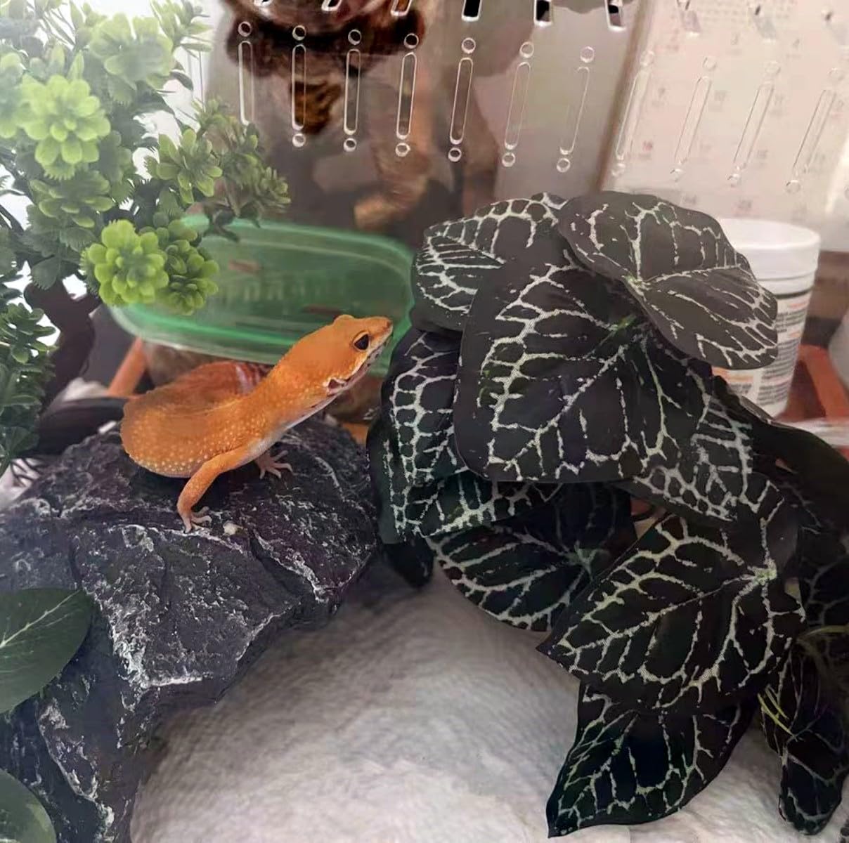 KERUIDENG plante avec gecko, zones d'escalade et repos visibles