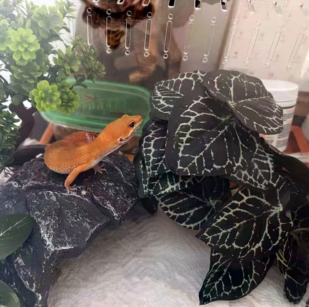 KERUIDENG plante avec gecko, zones d'escalade et repos visibles