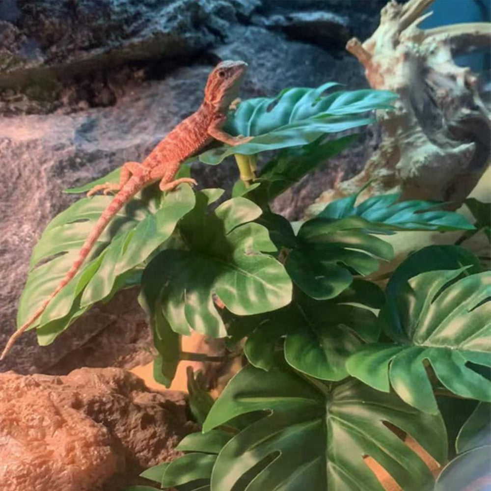KERUIDENG base lestée visible assurant stabilité durable dans le terrarium