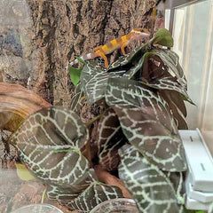 KERUIDENG décor dans terrarium de serpent, offre cachettes sécurisées