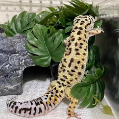 KERUIDENG plante installée avec gecko montrant cachette sécurisante
