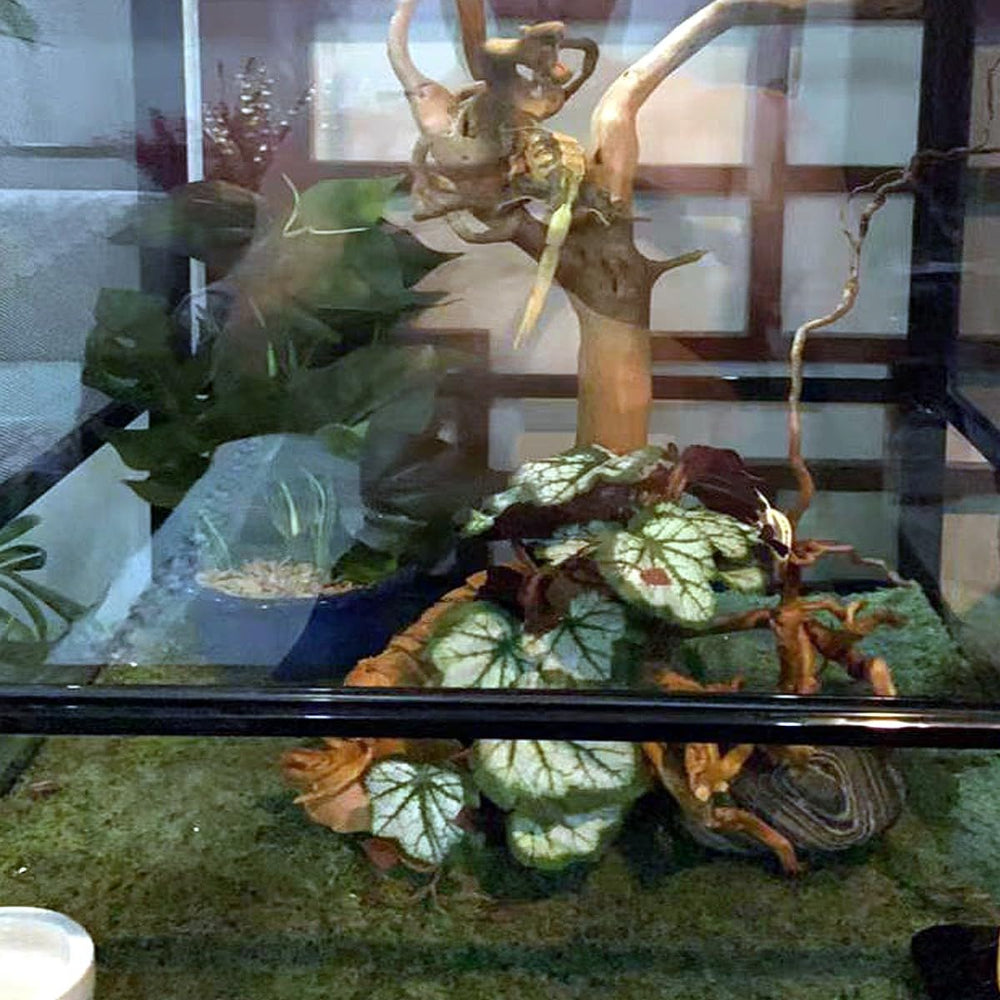 KERUIDENG plante à l'échelle montrant la taille adaptée aux reptiles
