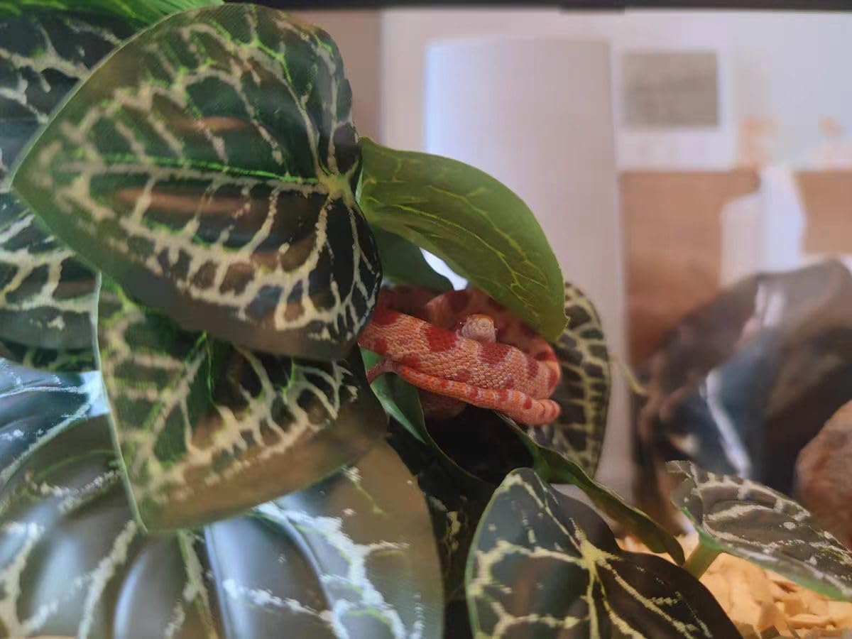 KERUIDENG comparaison d'échelle, montre taille adaptée au terrarium