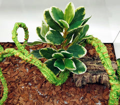 KERUIDENG plante installée dans un terrarium montrant intégration et ambiance naturelle