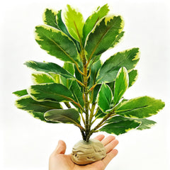 KERUIDENG plante décorative devant emballage montrant l'aspect naturel et attractif