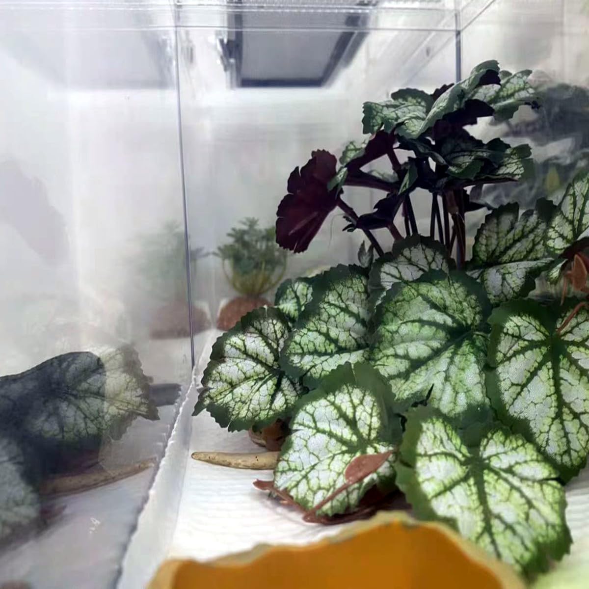 KERUIDENG plante installée en terrarium créant cachettes naturelles