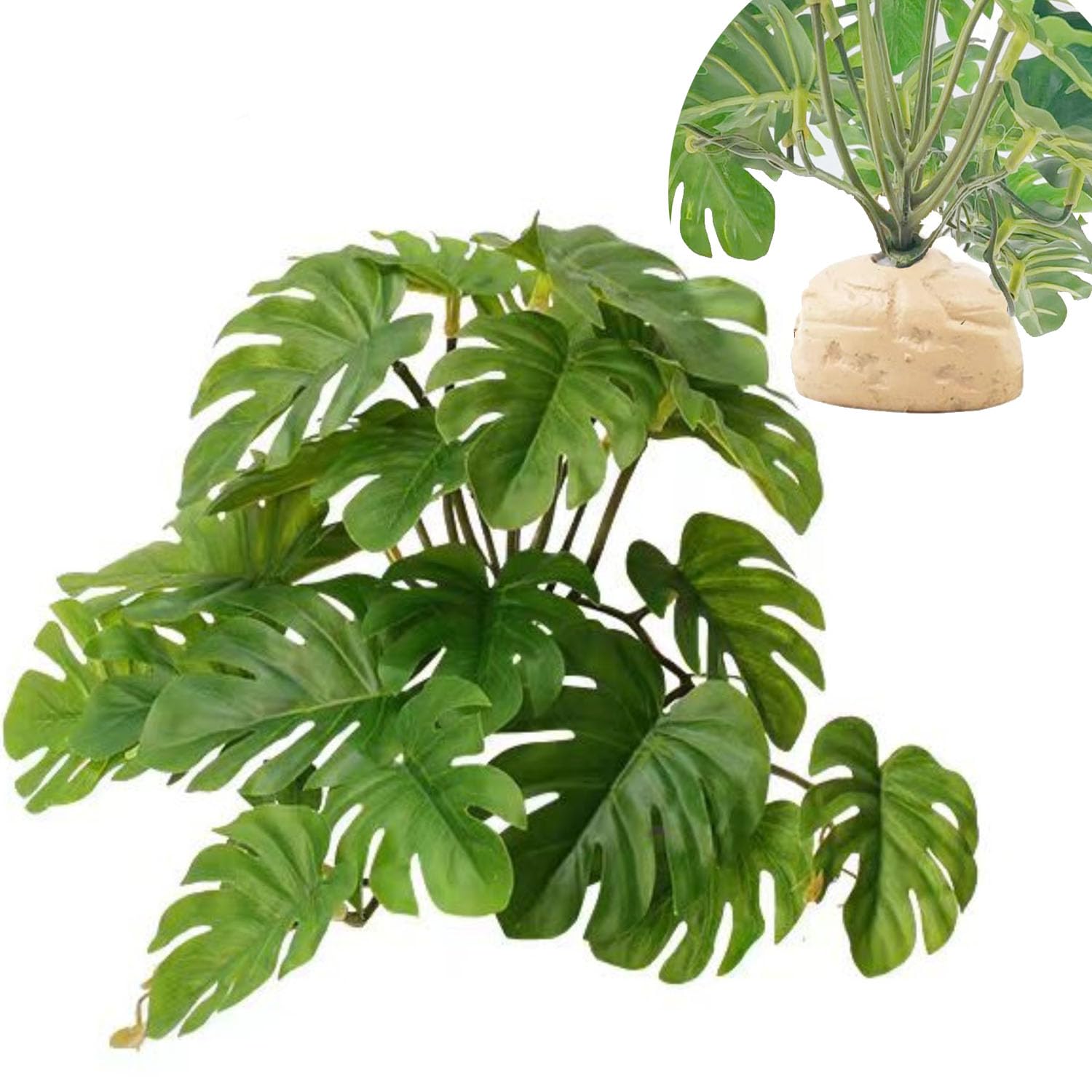KERUIDENG plante face avant montrant un décor naturel et attractif