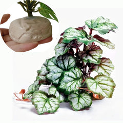 KERUIDENG plante frontale montrant l'aspect réaliste et la couleur vive