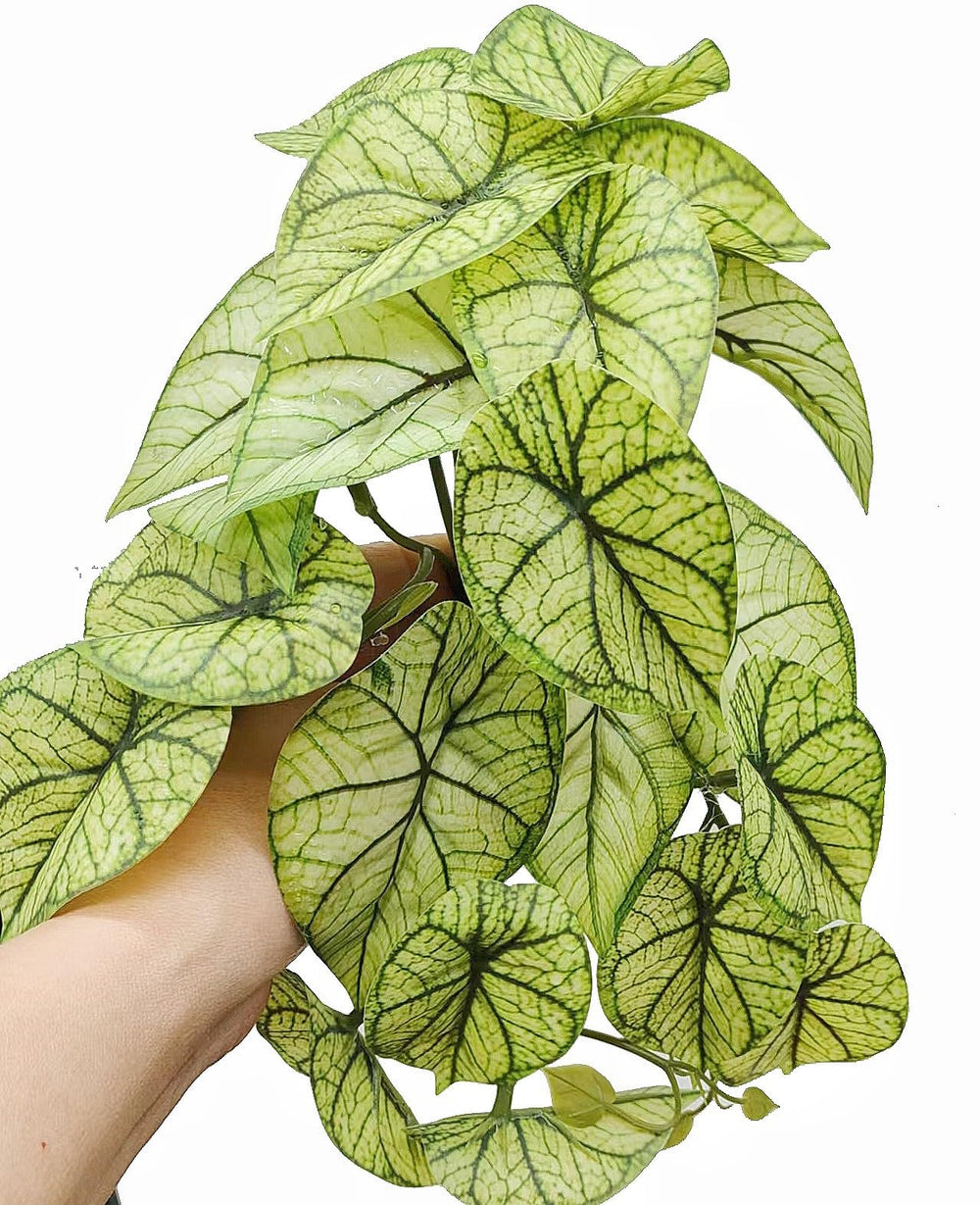 KERUIDENG détail feuilles montrant texture réaliste et rétention d'eau