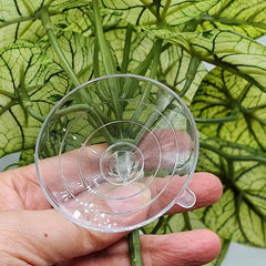 KERUIDENG plante en usage avec gecko offrant cachette et perchoir