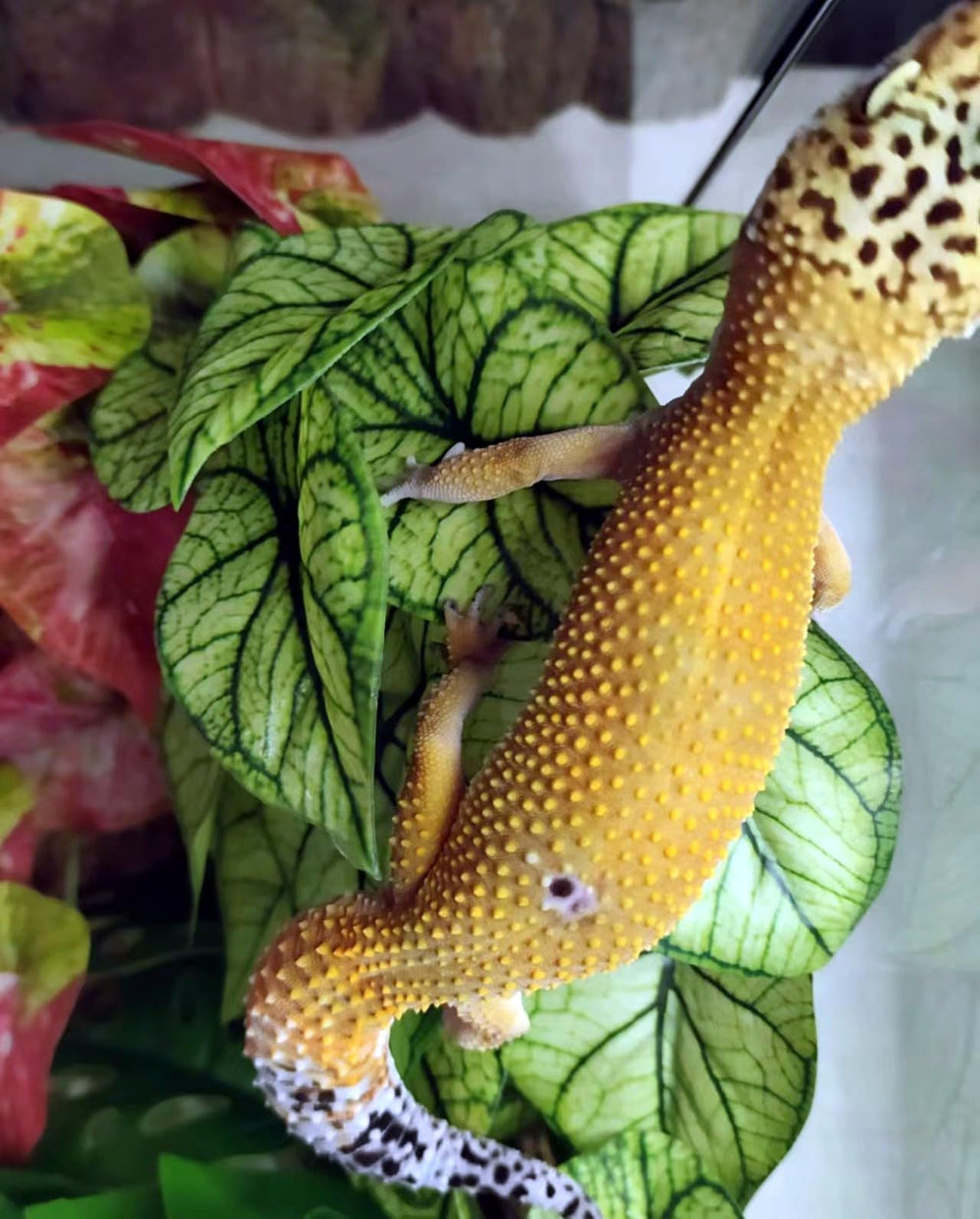 KERUIDENG décor posé dans terrarium créant un paysage naturel attrayant