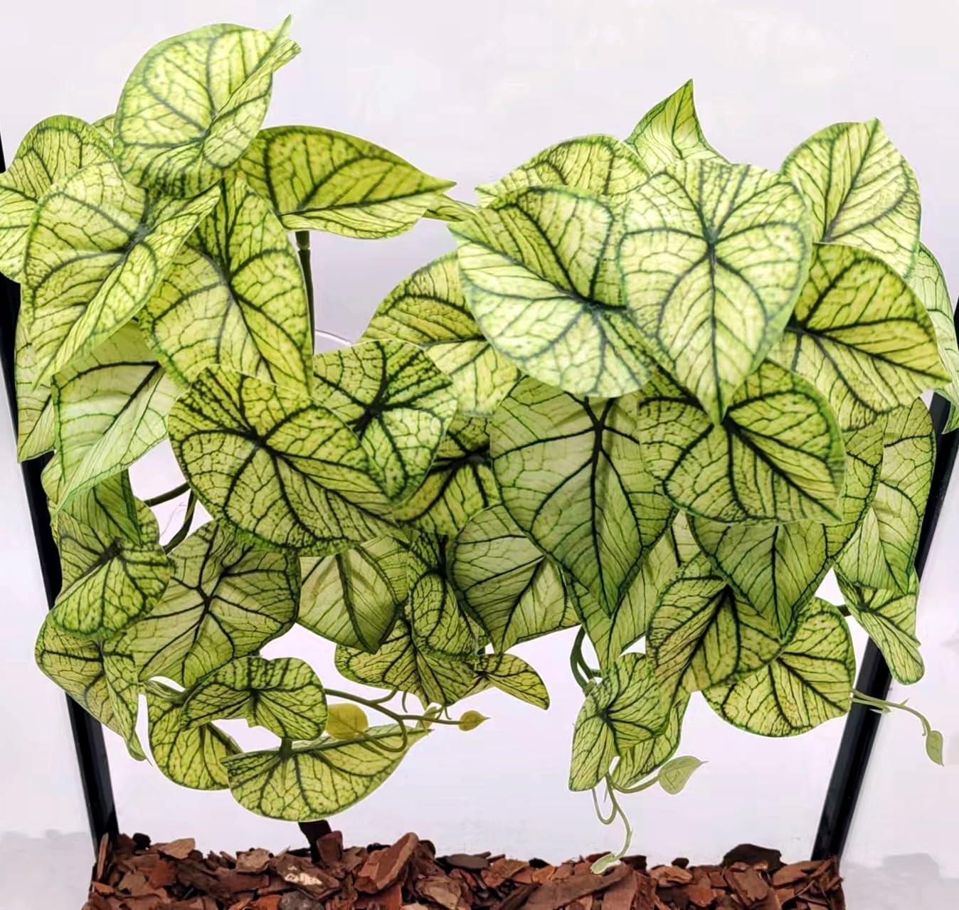 KERUIDENG plante terrarium vue face pour décor naturel et abri